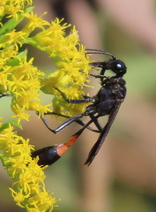 Ammophila