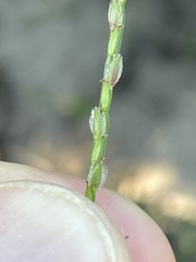 Digitaria bicornis