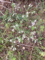 Sericocarpus tortifolius
