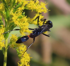 Ammophila