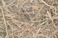 Brachythemis leucosticta