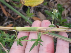 Andropogon floridanus