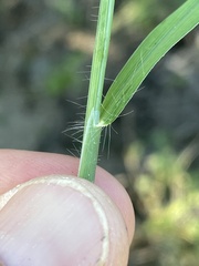 Digitaria bicornis