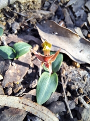 Chiloglottis triceratops