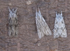 Lithophane ornitopus