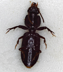 Clivina