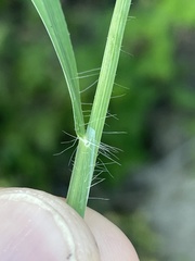Digitaria bicornis