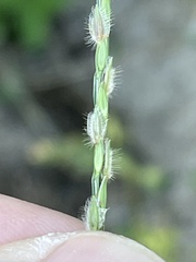 Digitaria bicornis