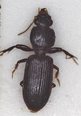 Clivina