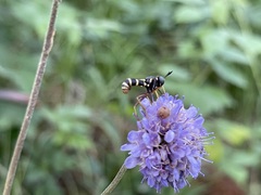 Conops quadrifasciatus