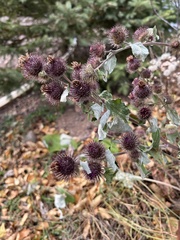 Arctium minus