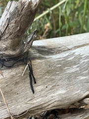 Papilio polyxenes asterius