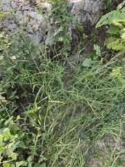 Digitaria bicornis