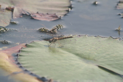 Brachythemis leucosticta