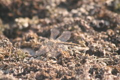 Brachythemis leucosticta