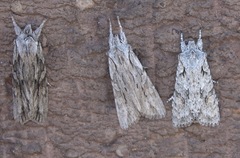 Lithophane leautieri