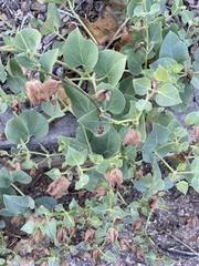 Mirabilis multiflora