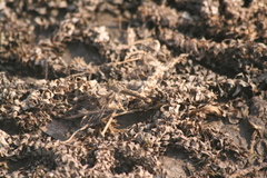 Brachythemis leucosticta