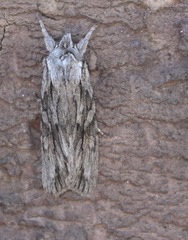 Lithophane leautieri