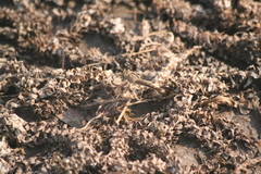 Brachythemis leucosticta