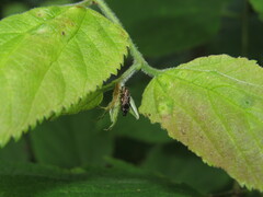 Agrilus lecontei