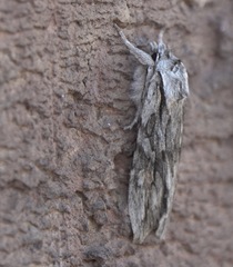 Lithophane leautieri