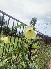 Abelmoschus esculentus