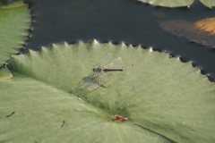 Brachythemis leucosticta