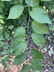 Neviusia alabamensis