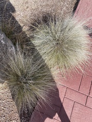 Nassella tenuissima