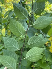 Neviusia alabamensis