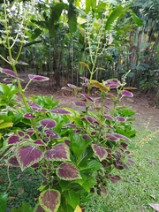 Coleus scutellarioides