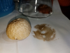 Leccinellum albellum