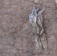 Lithophane leautieri