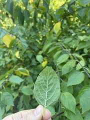 Neviusia alabamensis