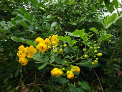 Senna pendula