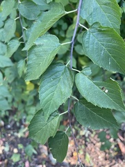 Neviusia alabamensis