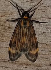 Eucereon costulata