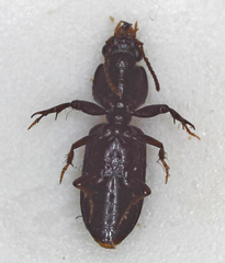 Clivina