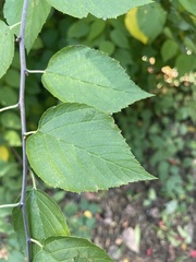 Neviusia alabamensis