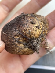 Rhizopogonaceae