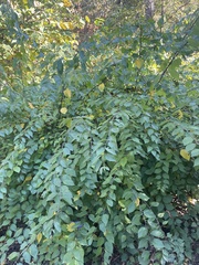 Neviusia alabamensis