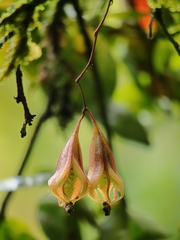 Comparettia falcata