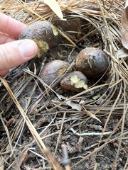 Rhizopogonaceae