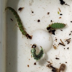 Hydrobiosidae
