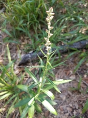 Pterocaulon virgatum