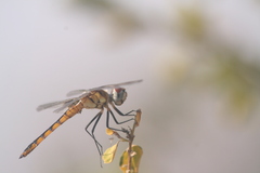 Urothemis