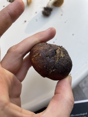 Rhizopogonaceae