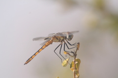 Urothemis