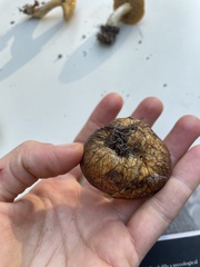 Rhizopogonaceae